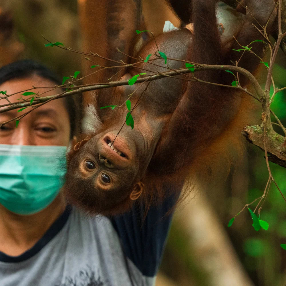 Ein Orang-Utan Baby mit einer Pflegerin