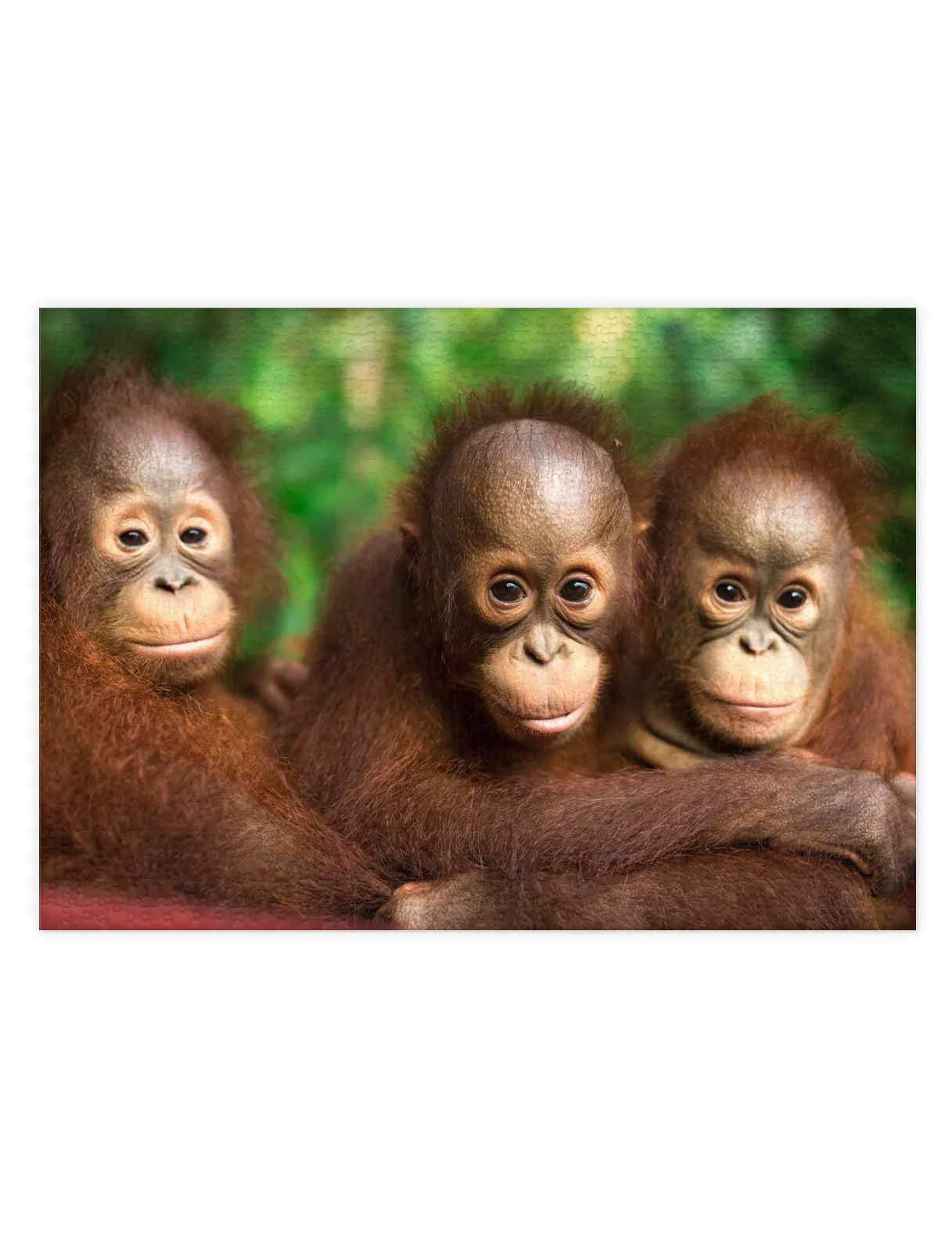 Puzzlemotiv mit drei Affenbabys