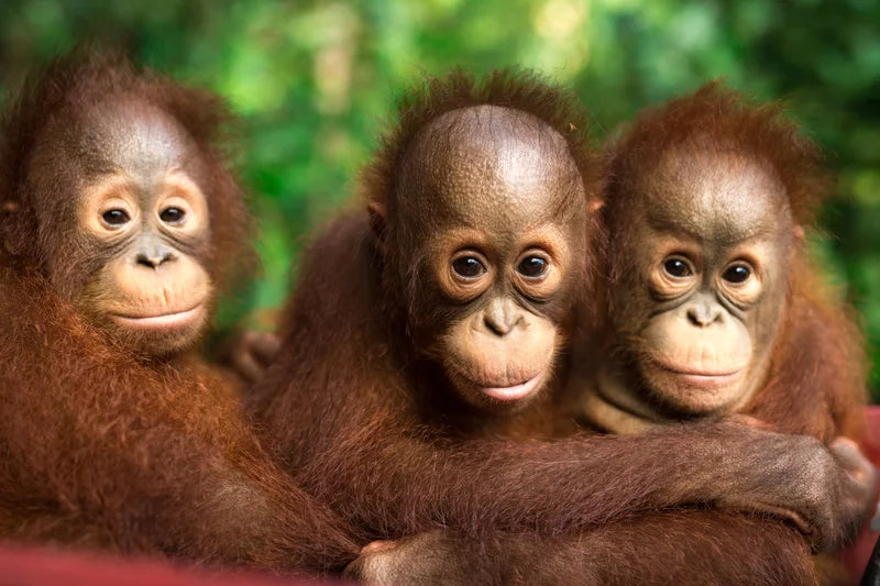 Puzzlemotiv mit drei Affenbabys