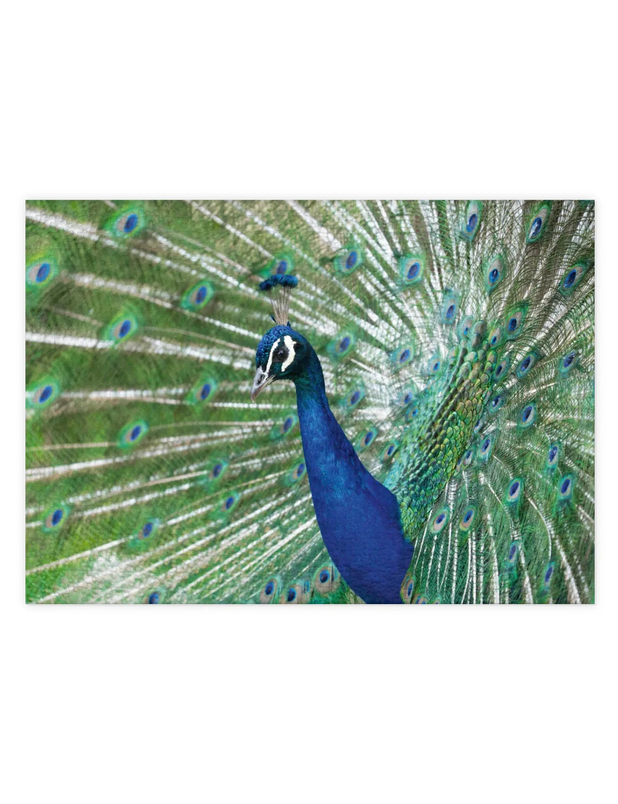 Mockup eines Puzzle eines Pfau mit geöffnetem Rad