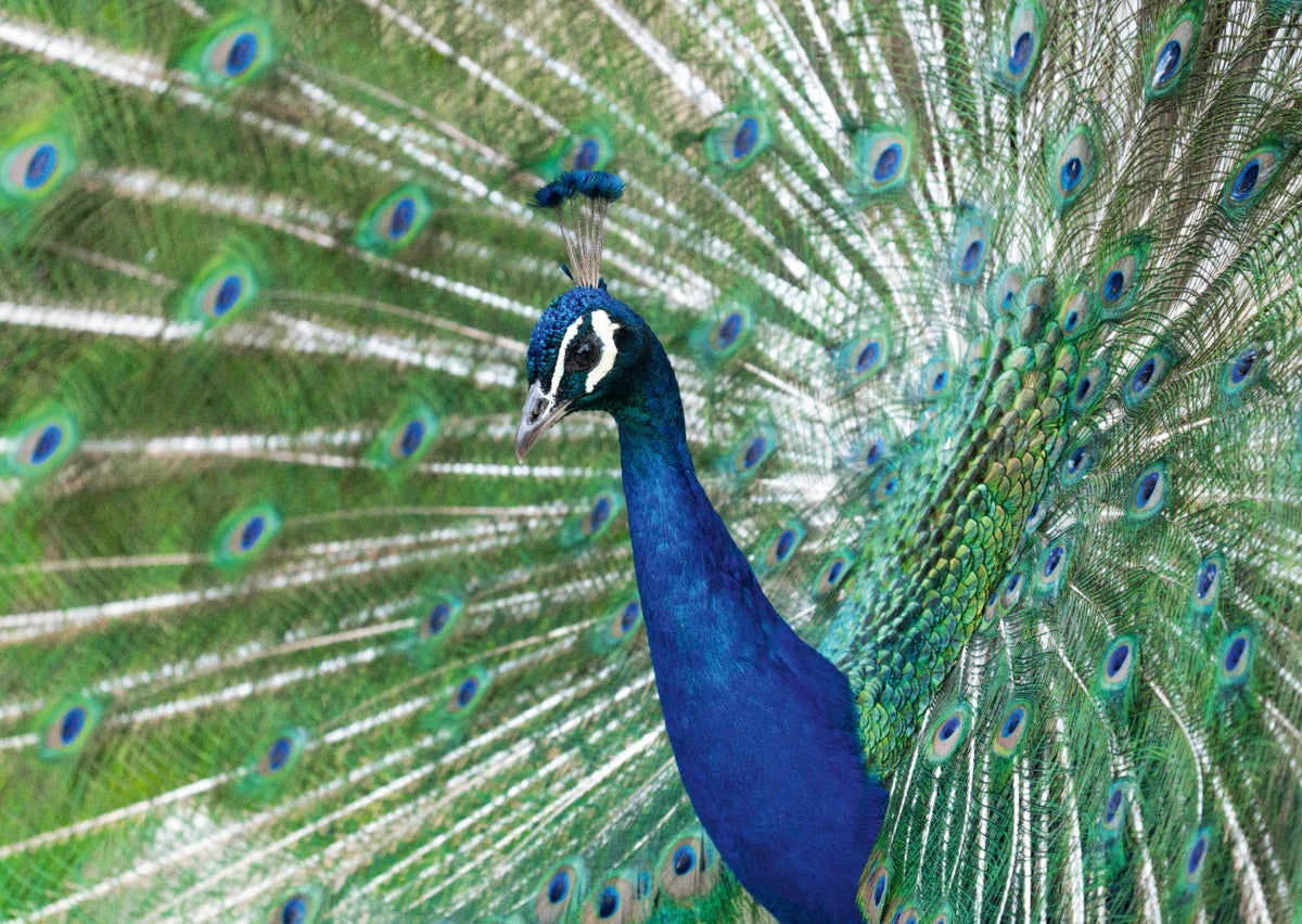 Pfau mit geöffnetem Rad