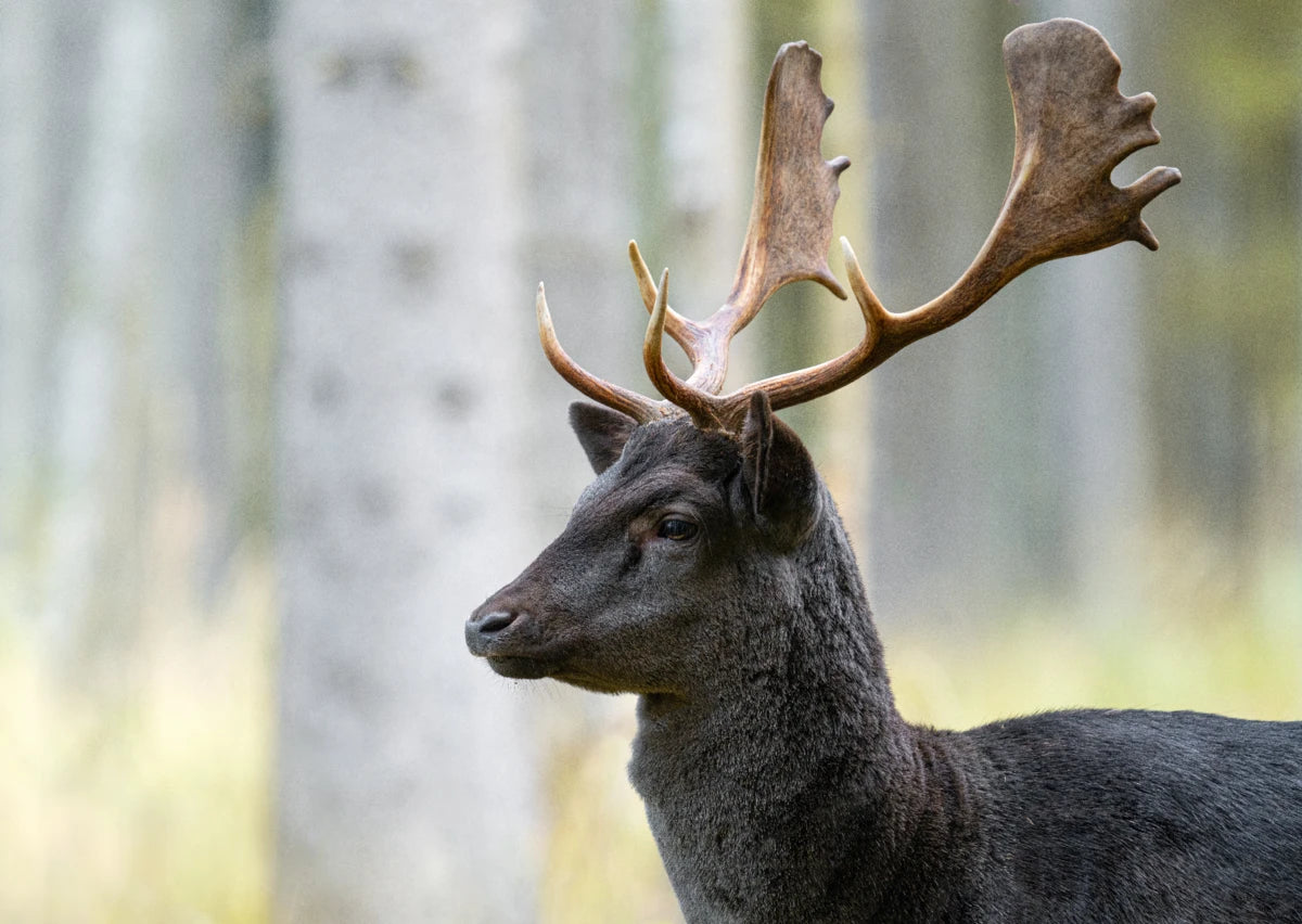 Hirsch im Münchner Wald