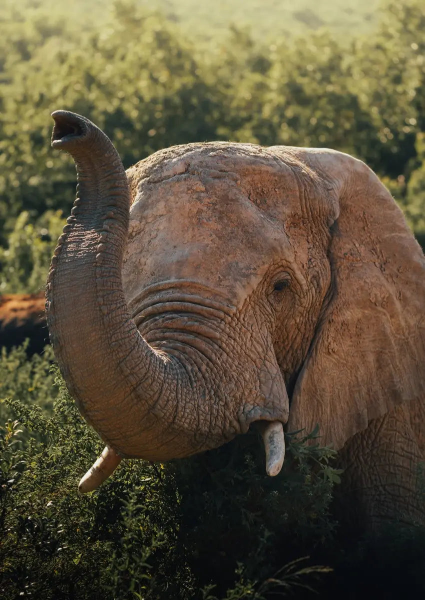 Elefant in der Savanne