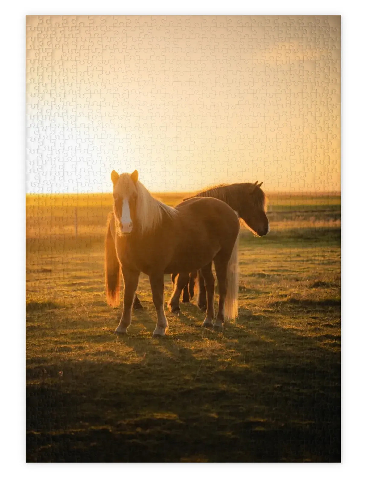 Mockup eines Puzzle mit Islandpferden im Abendlicht