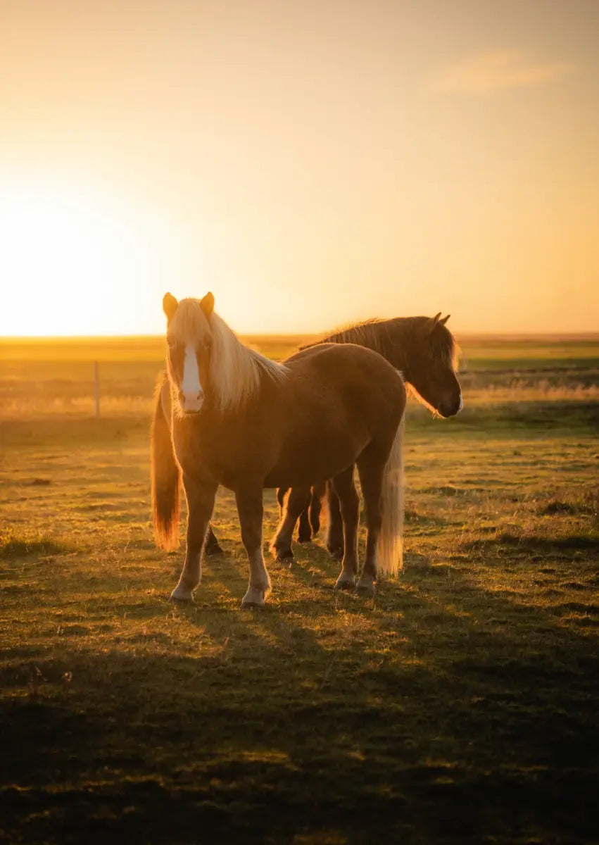 Islandpferde im Abendlicht
