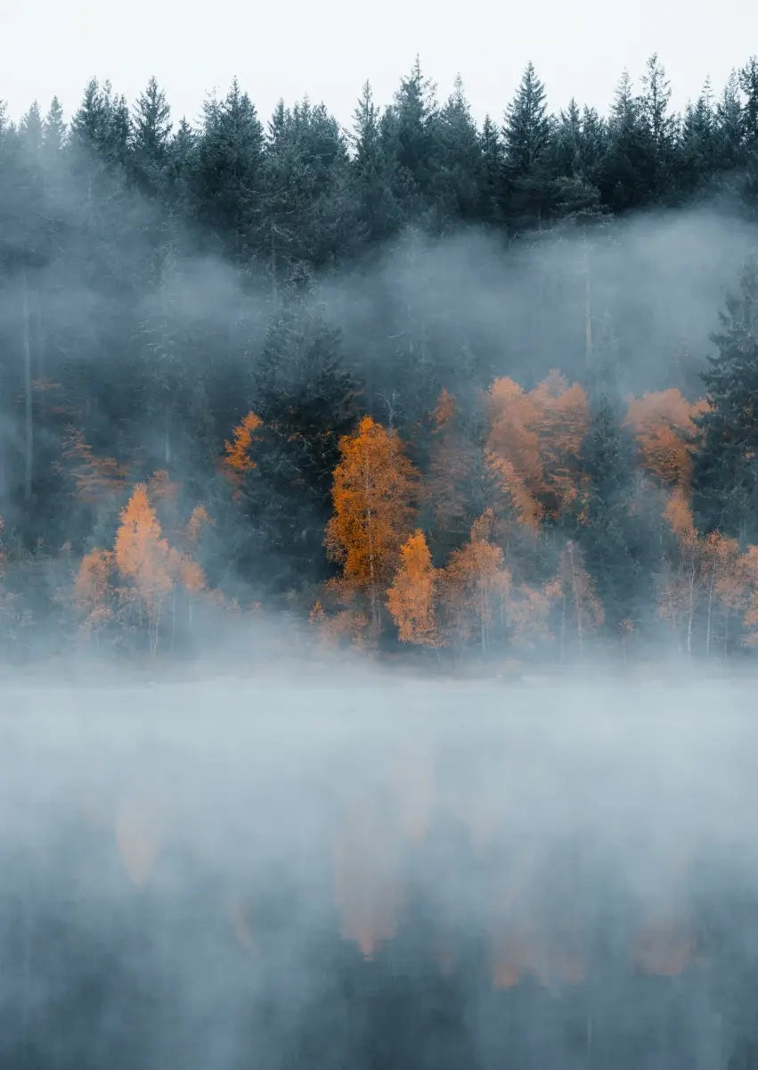Nebliger Wald im Schwarzwald